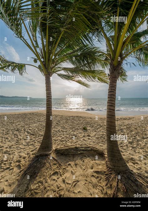 Beautiful Tropical Beach With Coconut Trees Stock Photo Alamy