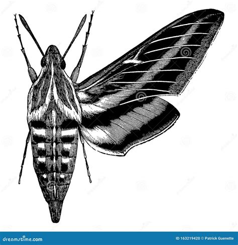 Ash Sphinx Moth Or Manduca Jasminearum. Colorful Cartoon Illustration