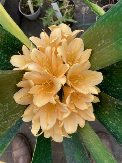 Clivia Miniata Paul Cotswold Garden Flowers