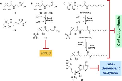 Coenzyme A Synthesis