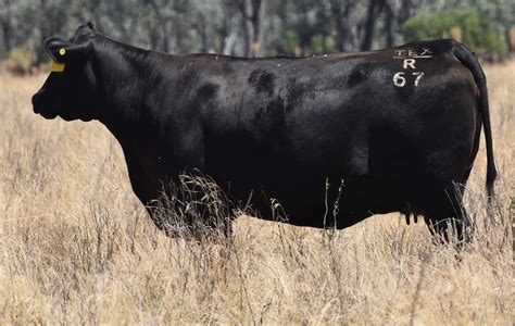 2024 Sale Bulls Photos (May) - TEXAS ANGUS