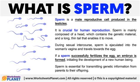 What Is Sperm Definition Of Sperm