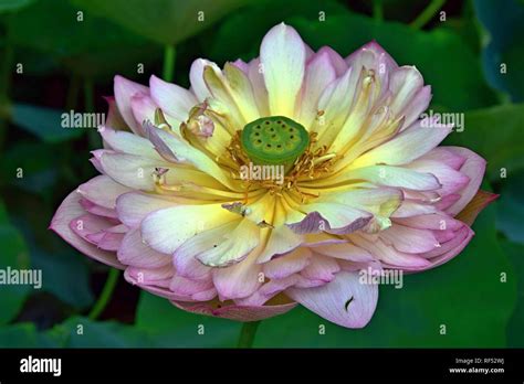 Flor De Loto Símbolo De La Divina Belleza Y Pureza Fotografía De