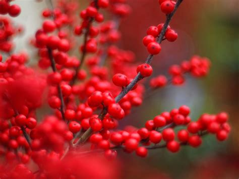 Buy Winterberry (female) for Sale Online | Direct Native Plants