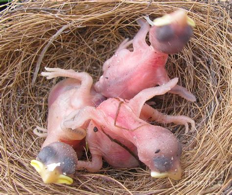 Miracle Of Birth_ Baby Robins 5 Photograph by Margaret Newcomb | Fine Art America