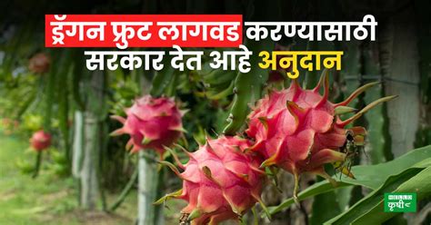 Cultivation Of Dragon Fruit ड्रॅगन फ्रुट लागवड करण्यासाठी सरकार देत आहे अनुदान जाणून घ्या