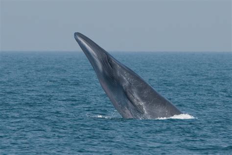 Ancient Whale Skeleton Found On Land Whale And Dolphin Conservation