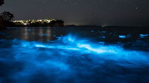 Forecasting a bioluminescent light show - Extreme Pursuit