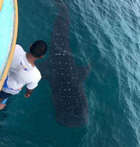 Maldives Whale Shark Research Programme Ecoventure Zublu