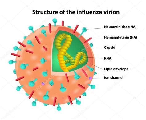 Virion Structure