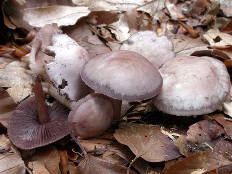 Mycena Pelianthina The Ultimate Mushroom Guide