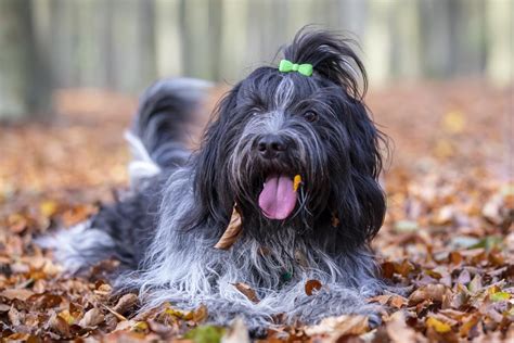 Schapendoes or Dutch Sheepdog (Breed Information and Photos)