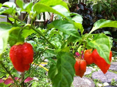 Super Hot Chilli Pepper Stuffed Peppers Chilli Pepper Tropical Garden