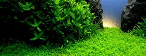 All About Aquarium Grass Aquarium Dimensions