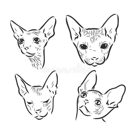 Hairless Cat Sphinx Portrait Stock Illustrations 417 Hairless Cat