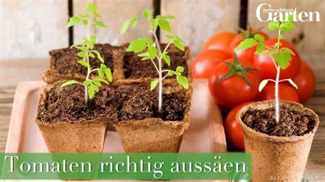 Tomaten richtig aussäen Tomaten pflanzen Tomaten und Gemüse anbauen