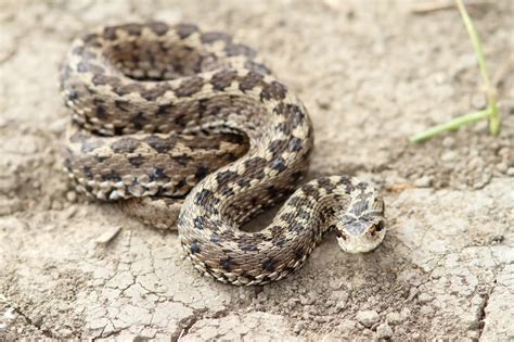 Comment éloigner les serpents de votre jardin 10 méthodes naturelles