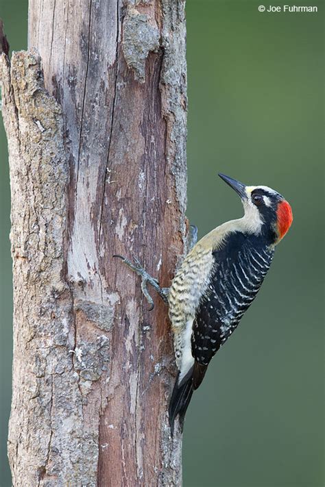 Black Cheeked Woodpecker Joe Fuhrman Photography