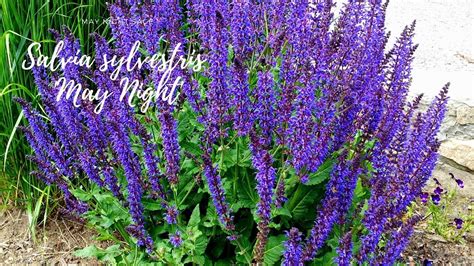 How To Care For Salvia May Night Youtube