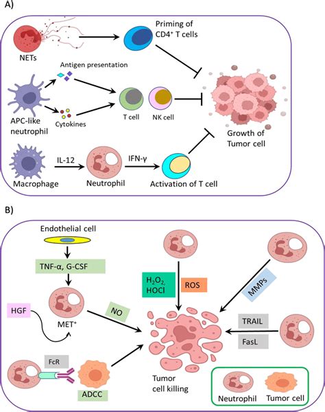 Mechanisms Of The Antitumor Activities Of Neutrophils Download