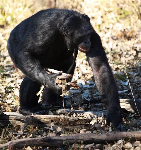 Meet The Fascinating Food Cooking Chimpanzee 11 Pics