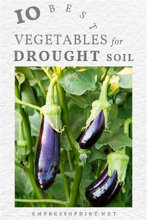 Best Vegetables For Drought Soils Empress Of Dirt