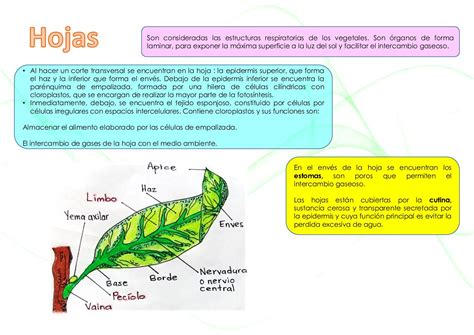 Cartilla Biología Vegetal CALAMEO Downloader