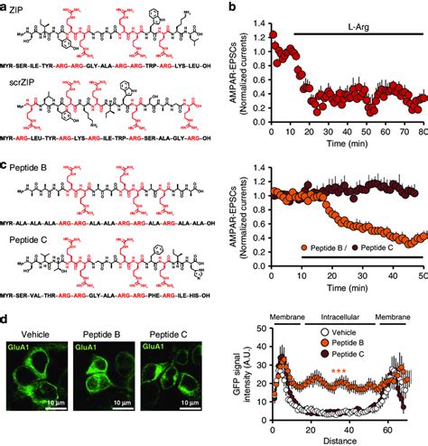 Zip Mediates Its Effects On Recombinant And Native Ampars By Serving As