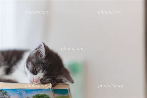 本の上で眠る子猫 写真素材 7377322 フォトライブラリー Photolibrary