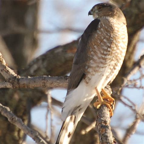 Accipiter striatus · Earth@Home: Biodiversity