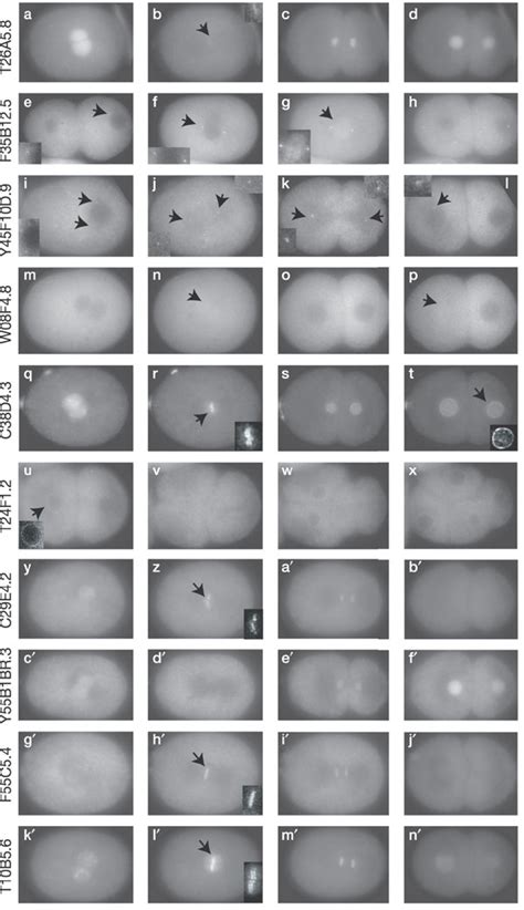 Embryonic Localization Patterns Of Gfp Tagged Fusion Proteins Analysed