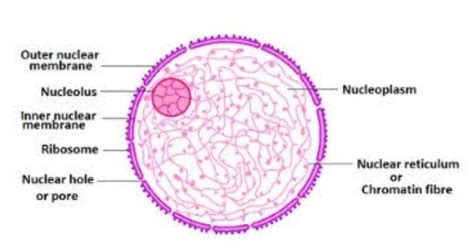 Describe The Ultrastructure And Function Of Nucleus