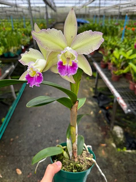 Laelia Tenebrosa X Cattleya Harrisoniae X Cattleya Loddigesii