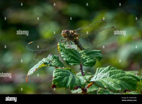 Common Darter dragonfly Stock Photo - Alamy