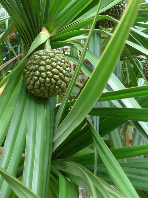 Pandanus Fruit Exotic - Free photo on Pixabay - Pixabay