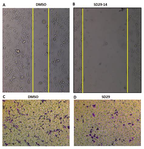 Treatment With Rack Functional Inhibitor Compound To Mda Mb Cells