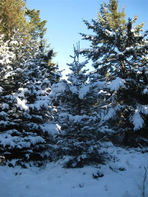 snow-spruce-trees