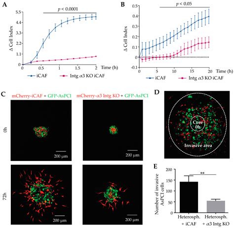 Cancers Free Full Text The Interaction between Laminin 332 and α3β1