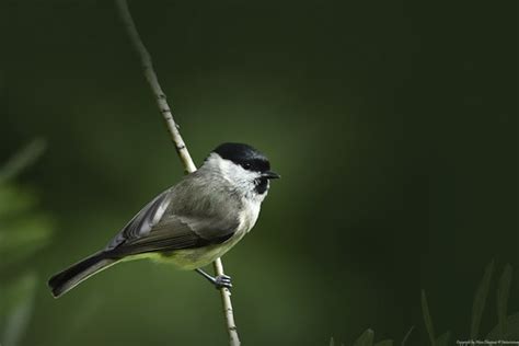 M Sange Nonnette Poecile Palustris Marsh Tit Prise Dan Flickr