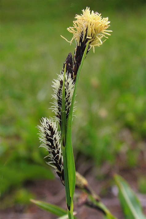 Showy Sedge Flowers Of Rainier