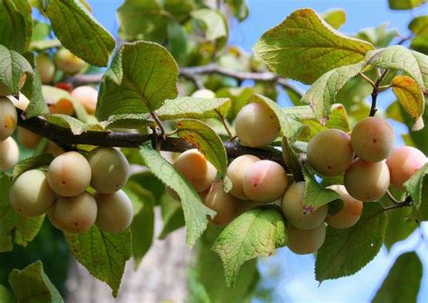 Mexican Plum Bigtree Plum Prunus Mexicana Garden Pests Prunus