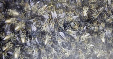Carpenter Bee Trap Bait: DIY Carpenter Bee Attractant