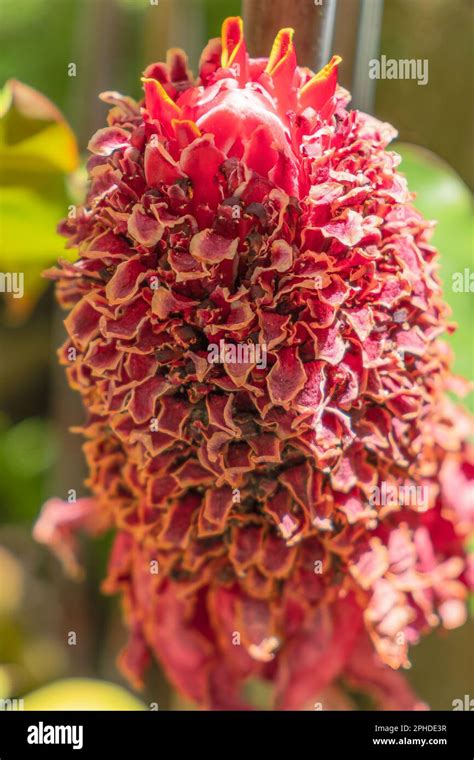 Withered Torch Ginger Also Known As Etlingera Elatior Red Ginger Lily