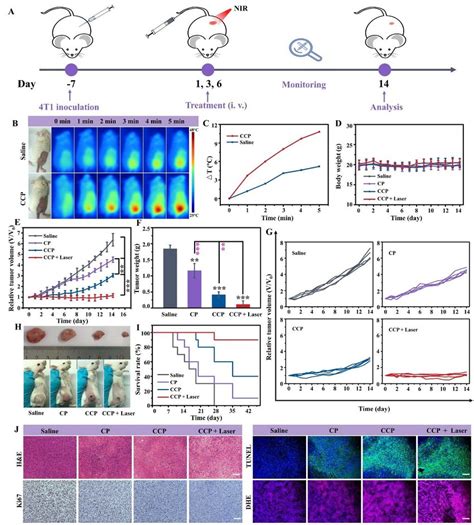 In Vivo Antitumor Evaluation Of Ccp Induced Synergistic Cdt Ptt A