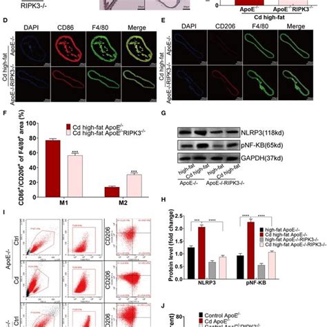 Deletion Of The Ripk Inhibited Polarity Shift Toward Inflammatory