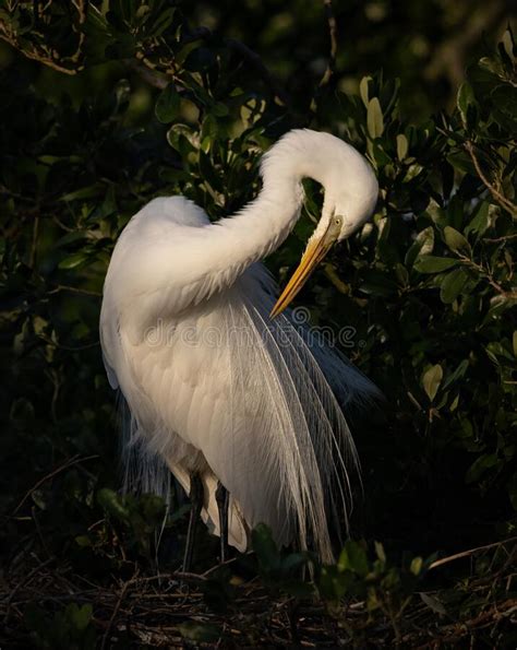 A Great Egret In Florida Stock Image Image Of Falls 246116131