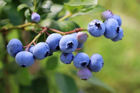 12 Delicious Fruits Native To North America A Z Animals