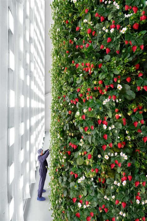 La Primera Granja Vertical De Interior Del Mundo Producir Millones