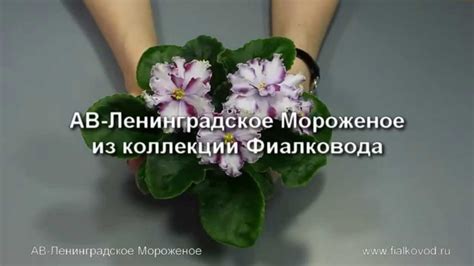 АВ-Ленинградское Мороженое - YouTube