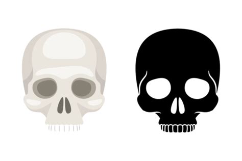 Collection Of Isolated Human Skulls On A White Backgroundideal For